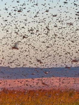 اسراب الجراد في فلسطين 