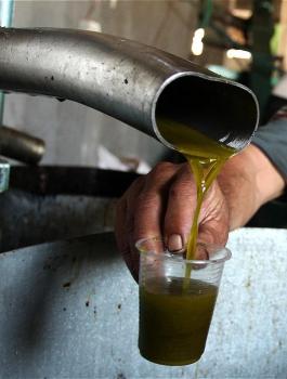 زيت الزيتون الفلسطيني