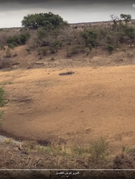 خنزير واسود 