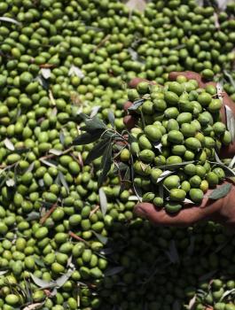 سرقة زيتون من  اراضي المواطنين في نابلس 