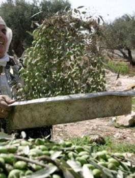 اكتشاف مركب في زيت الزيتون يمنع الاصابة بسرطان الدماغ