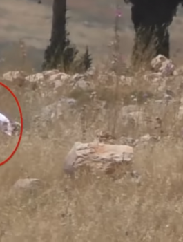 حرق حقول القمح في نابلس 