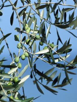 بكتيريا تقتل أشجار الزيتون 