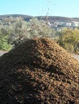 باحثون من غزة يطورون وقوداً باستخدام مخلفات  الزيتون