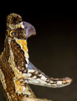 افعى فلسطين 