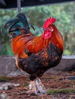 الدجاج الوحشي 