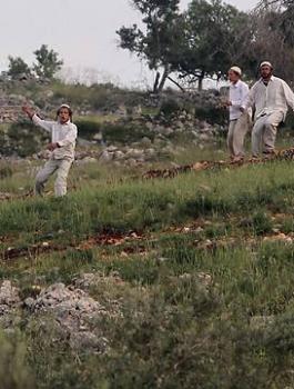 ثطع اشجار الزيتون 