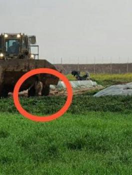 حماس والتنكيل بجثمان شهيد في غزة 
