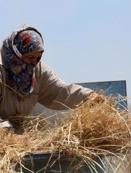منع مزارعين في جالود من حصاد القمح