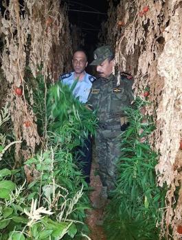 ضبط مشتل مخدرات في سلفيت 