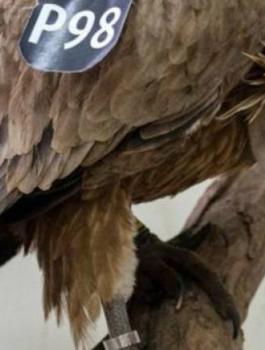 12669717_205219913163693_7604824291994742938_n