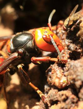 غزو الدبابير الآسيوية 