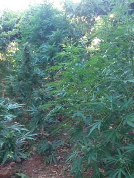 ضبط مخدرات في الزعيم بالقدس 