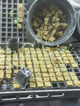 وقائي اريحا يضبط مشتل حشيش بمساحة 300 متر