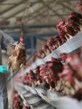 اغلاق سوق في الرياض بعد ظهور انلفونزا الطيور