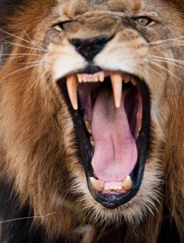  أسد يهاجم طفلة سعودية ويعضها ويطرحها أرضاً