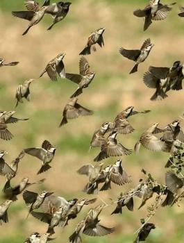 الطيور الفلسطينية 