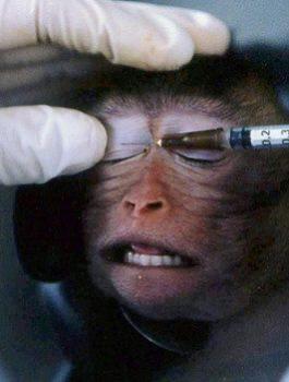 عقار والقرود 