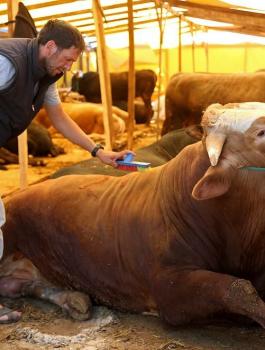 .اشتري عجلاً واحصل على ثلاجة مجاناً 