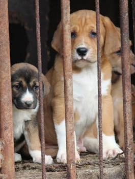 موسم تناول الكلاب في كوريا الجنوبية 