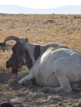 انفجار لغم في عدد من الأبقار بالأغوار الشمالية