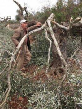 اقتلاع أشجار زيتون في الخليل