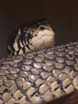 تعذيب الافعى 