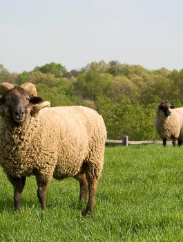 Hog_Island_Sheep_USDA_ARS