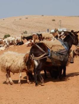 المستوطنون في الاغوار 