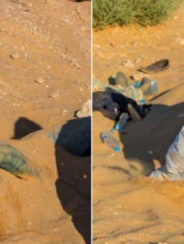 العثور على جثث مصريين في صحراء ليبيا 