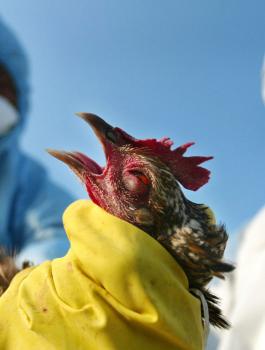 إيران تعدم 25 مليون دجاجة