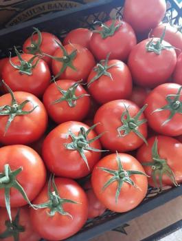 بندورة تركية مهربة في الاسواق الفلسطينية 