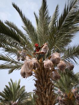 صادرات فلسطين من التمور 