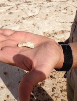 بقايا انسان في السعودية 