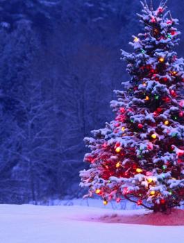 خبير مصري: شجرة عيد الميلاد مصرية الأصل!