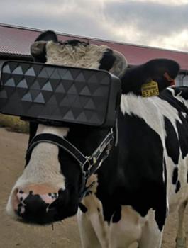 الأبقار ونظارات الواقع الافتراضي 