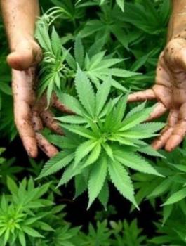 ضبط مخدرات في جنين 