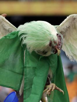 رفض طلب نيجيري بإخال الدجاج الحي إلى ملاعب المونديال