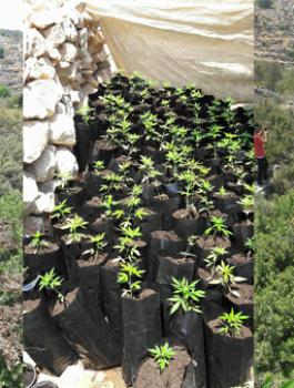 ضبط مشتل كبير للمخدرات بين صفا وبلعين غرب رام الله