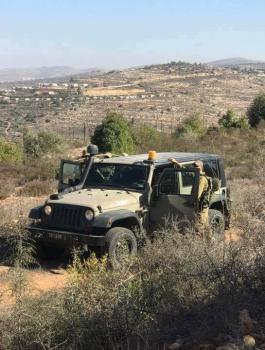 مستوطنون يسرقون أشجار زيتون في نابلس ورام الله وقلقيلية 