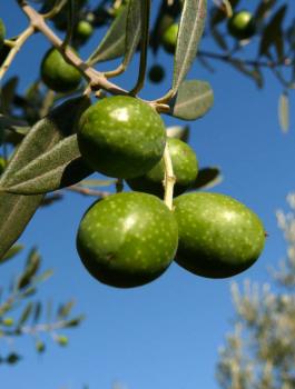 المستوطنون واشجار الزيتون 