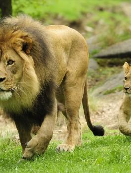 اسود العالم 