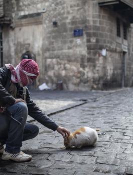 33030-war-cat-street-gun-Aleppo-Syria