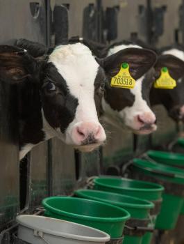 اسرائيل وانتهاء ازمة العجول مع السلطة الفلسطينية 