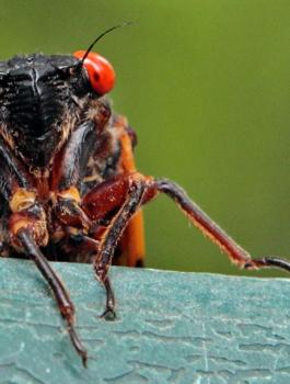 حشرات Cicadas 