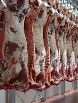 السعودية تقدم اضاحي لاهالي غزة 