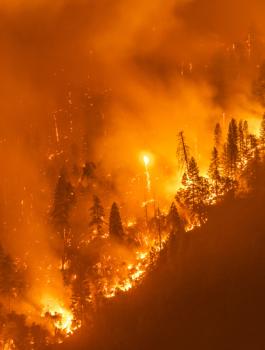 الحرائق في اسرائيل 