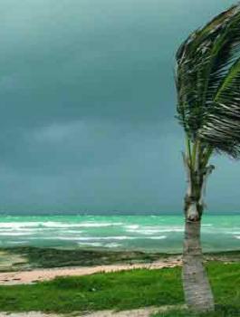 نخلة-مع-الريح