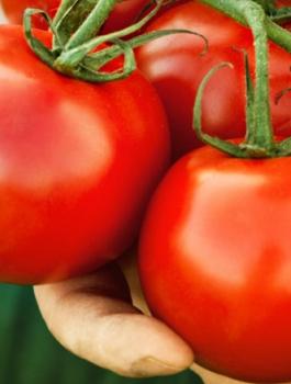 وقف تصدير البندورة من غزة 