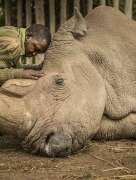 موت آخر وحيد قرن أبيض 